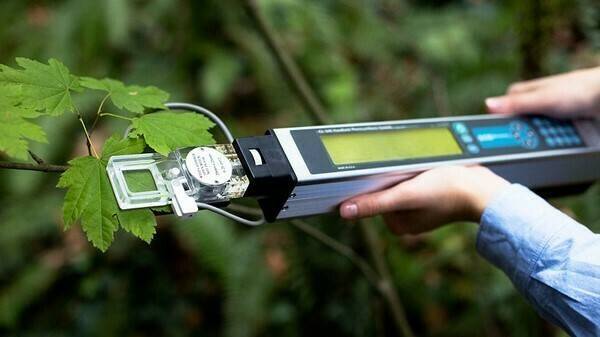 Nectarine photosynthesis